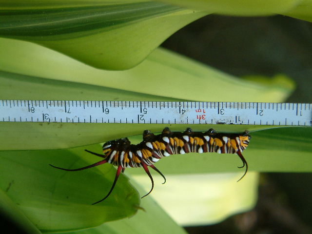 按此在新視窗瀏覽圖片