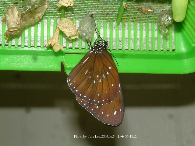 按此在新視窗瀏覽圖片