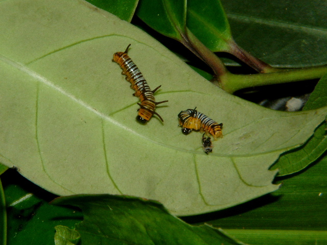 按此在新視窗瀏覽圖片