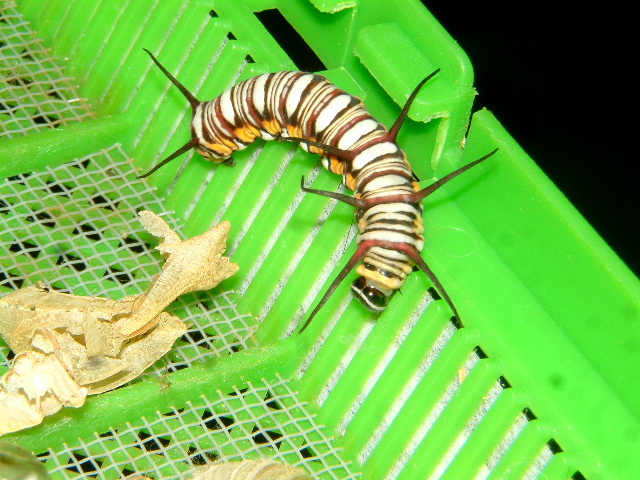 按此在新視窗瀏覽圖片