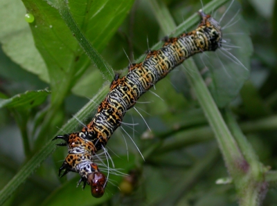 «ö¦¹¦b·sµøµ¡ÂsÄý¹Ï¤ù