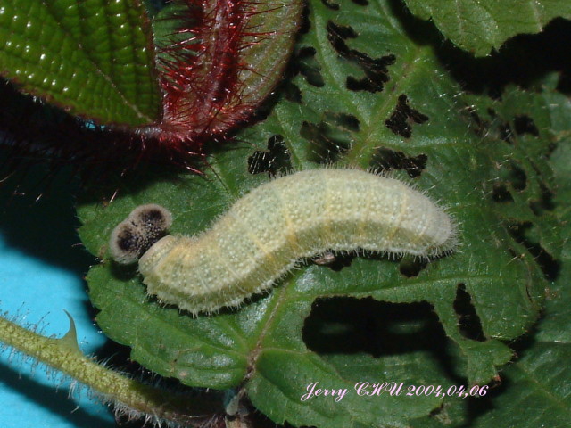 按此在新視窗瀏覽圖片