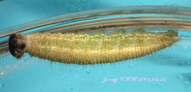 按此在新視窗瀏覽圖片