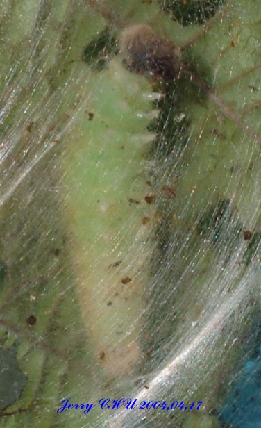 按此在新視窗瀏覽圖片