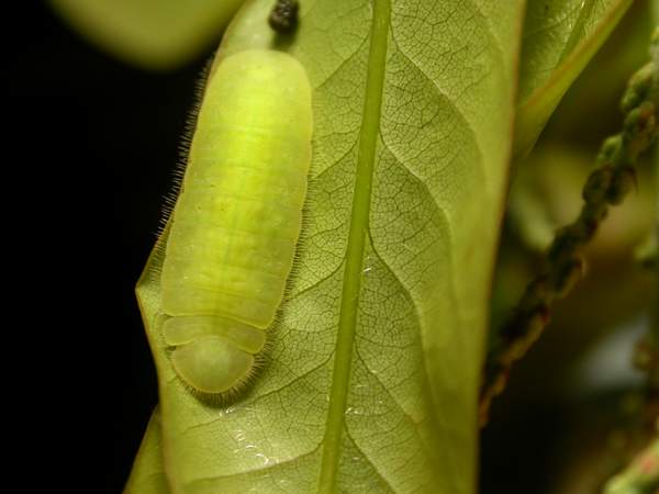 按此在新視窗瀏覽圖片