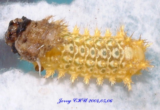 按此在新視窗瀏覽圖片