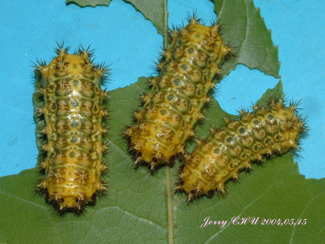 按此在新視窗瀏覽圖片