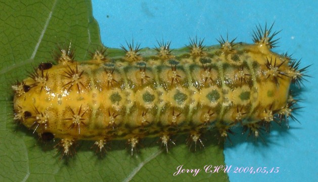 按此在新視窗瀏覽圖片