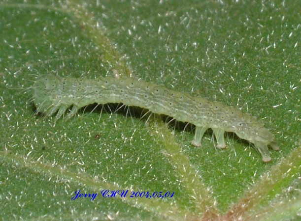 按此在新視窗瀏覽圖片