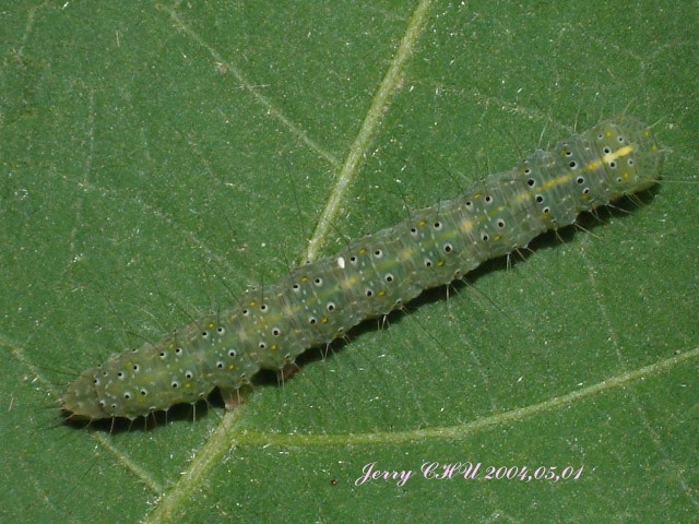 按此在新視窗瀏覽圖片