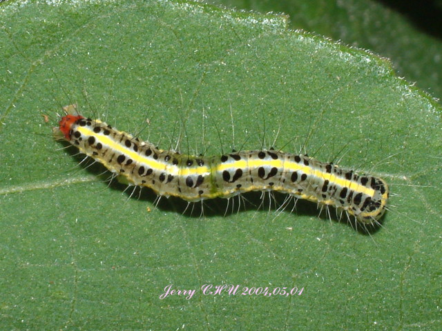 按此在新視窗瀏覽圖片