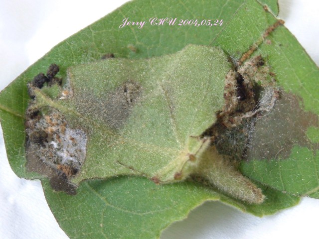 按此在新視窗瀏覽圖片