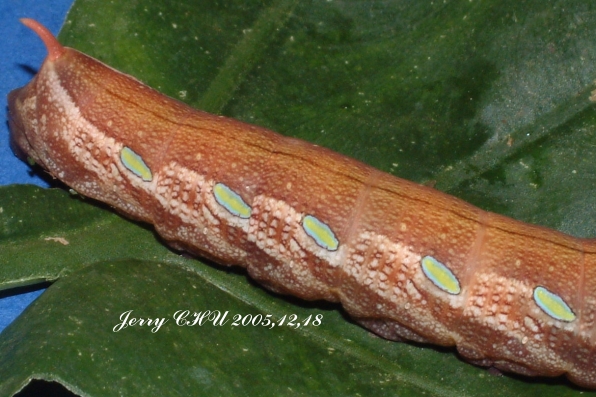 按此在新視窗瀏覽圖片