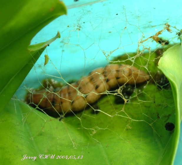 按此在新視窗瀏覽圖片