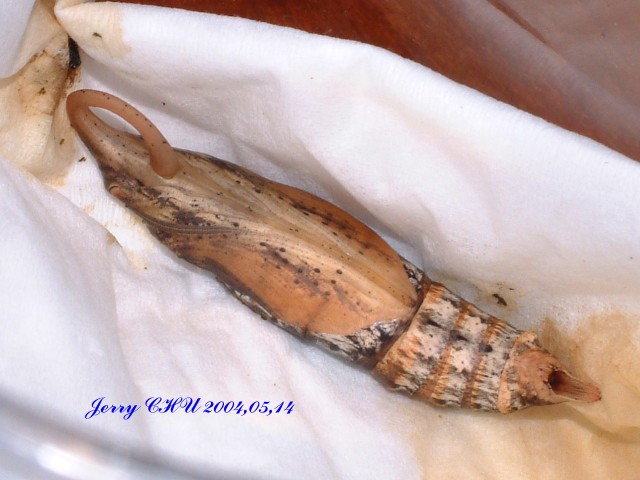 按此在新視窗瀏覽圖片