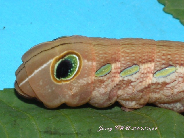 按此在新視窗瀏覽圖片