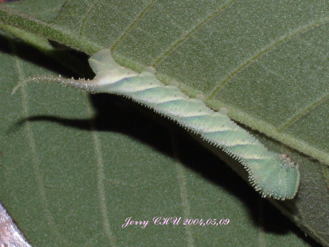 按此在新視窗瀏覽圖片