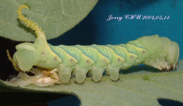 按此在新視窗瀏覽圖片