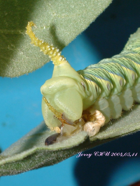 按此在新視窗瀏覽圖片