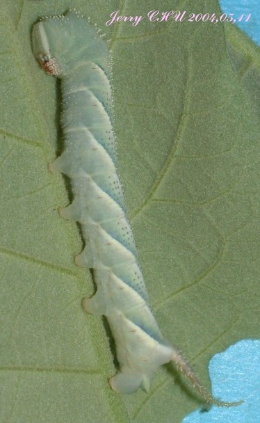 按此在新視窗瀏覽圖片