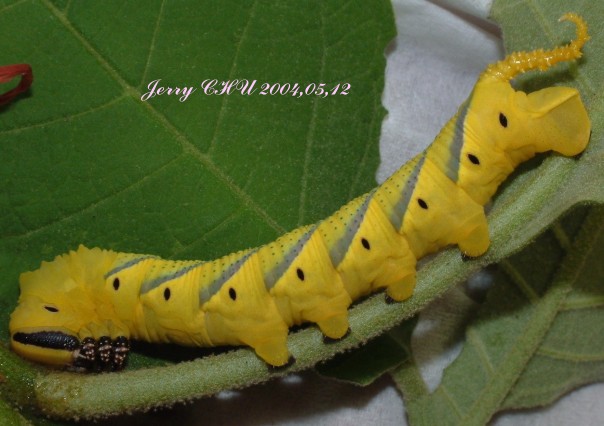 按此在新視窗瀏覽圖片