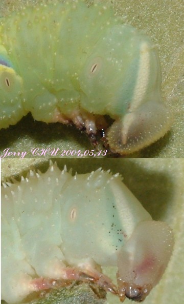 按此在新視窗瀏覽圖片