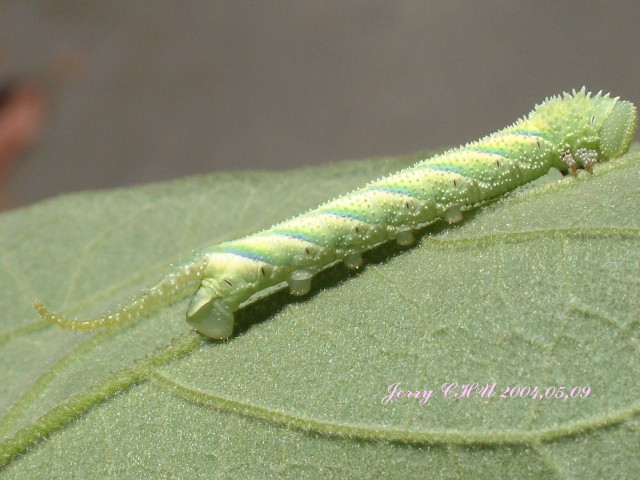 按此在新視窗瀏覽圖片