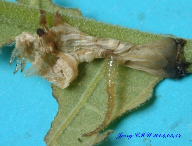 按此在新視窗瀏覽圖片