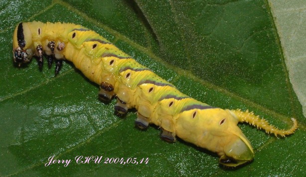 按此在新視窗瀏覽圖片