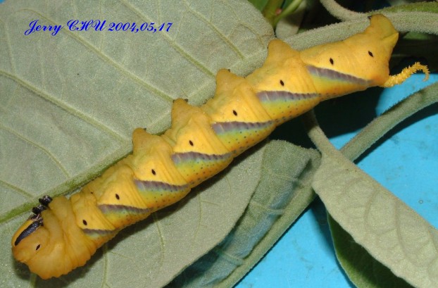 按此在新視窗瀏覽圖片