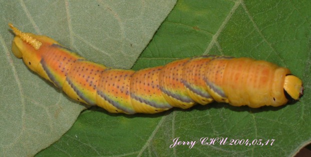 按此在新視窗瀏覽圖片