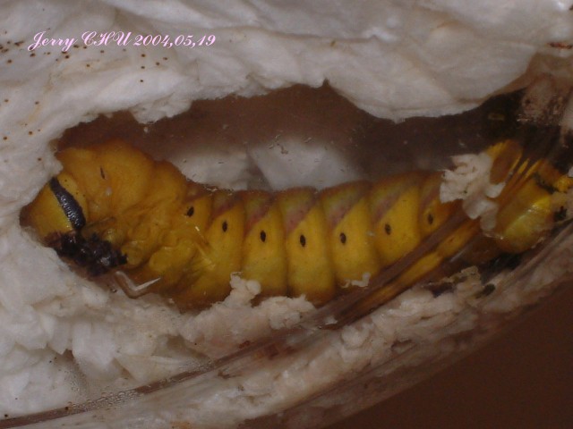 按此在新視窗瀏覽圖片