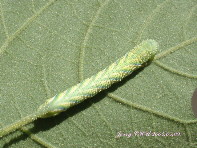 按此在新視窗瀏覽圖片