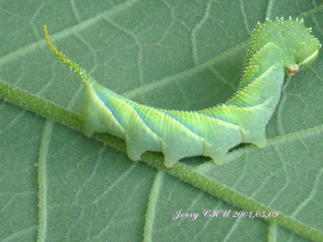 按此在新視窗瀏覽圖片