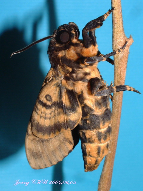 按此在新視窗瀏覽圖片