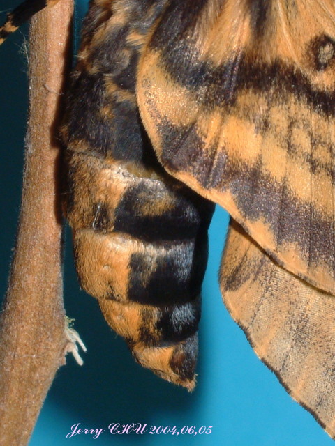 按此在新視窗瀏覽圖片