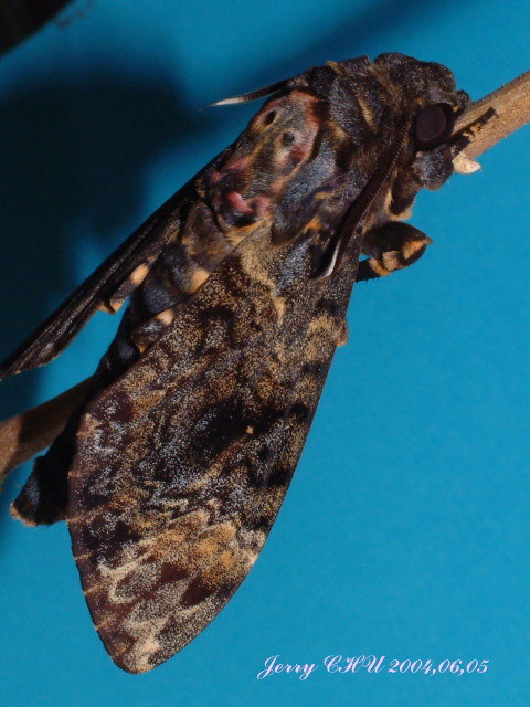 按此在新視窗瀏覽圖片