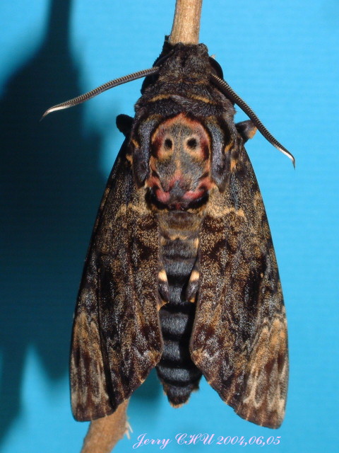 按此在新視窗瀏覽圖片