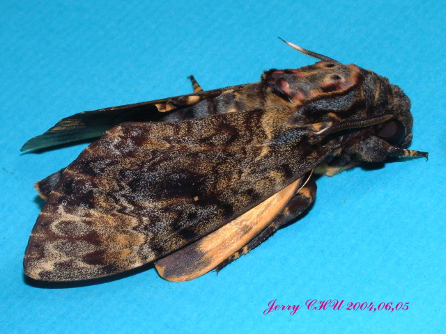 按此在新視窗瀏覽圖片