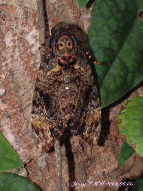 按此在新視窗瀏覽圖片