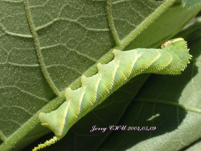 按此在新視窗瀏覽圖片