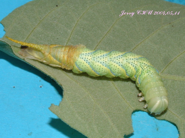 按此在新視窗瀏覽圖片