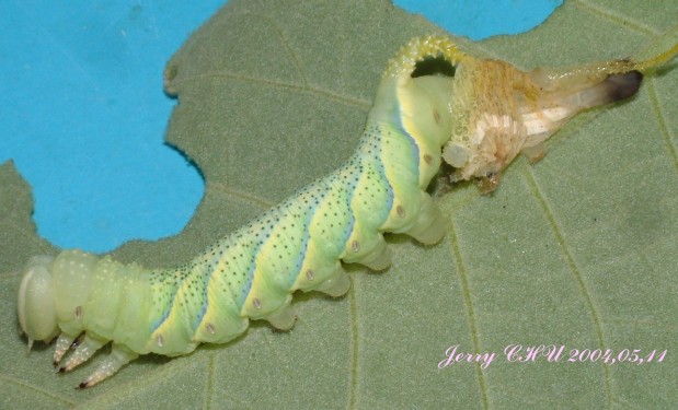 按此在新視窗瀏覽圖片