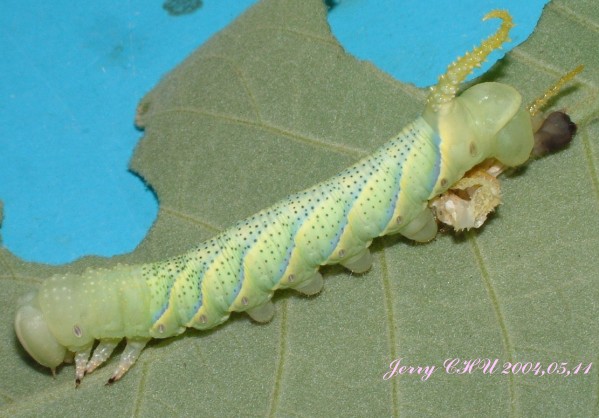 按此在新視窗瀏覽圖片