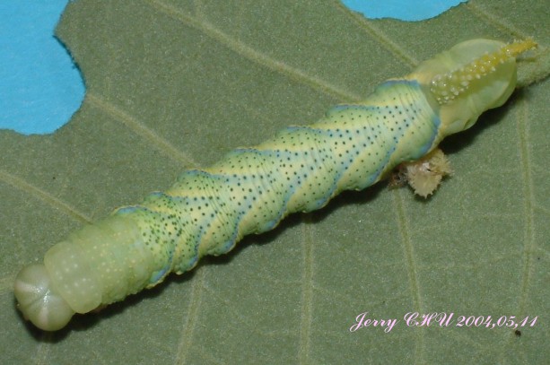 按此在新視窗瀏覽圖片