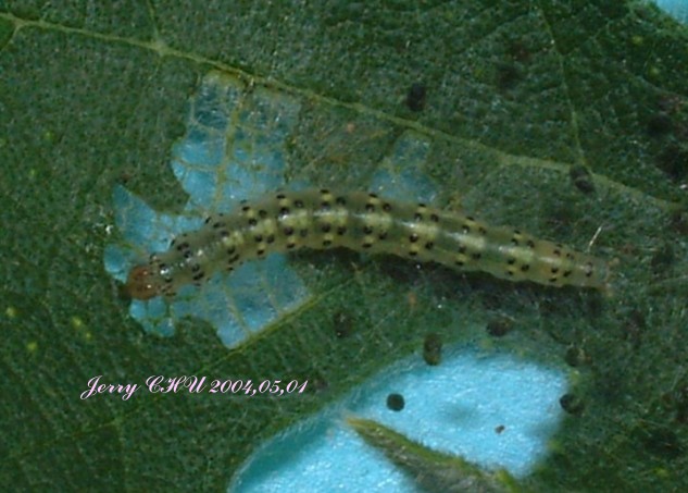 按此在新視窗瀏覽圖片