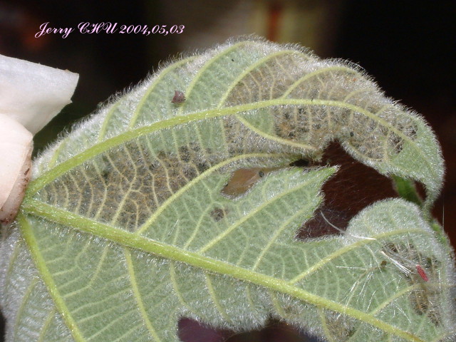 按此在新視窗瀏覽圖片