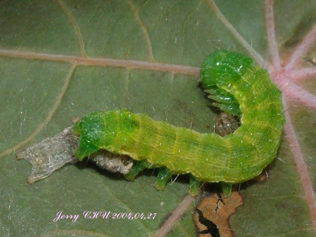 按此在新視窗瀏覽圖片