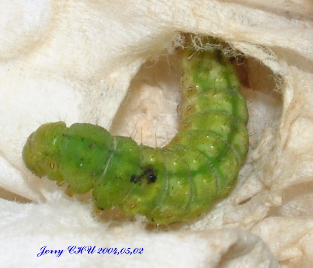 按此在新視窗瀏覽圖片