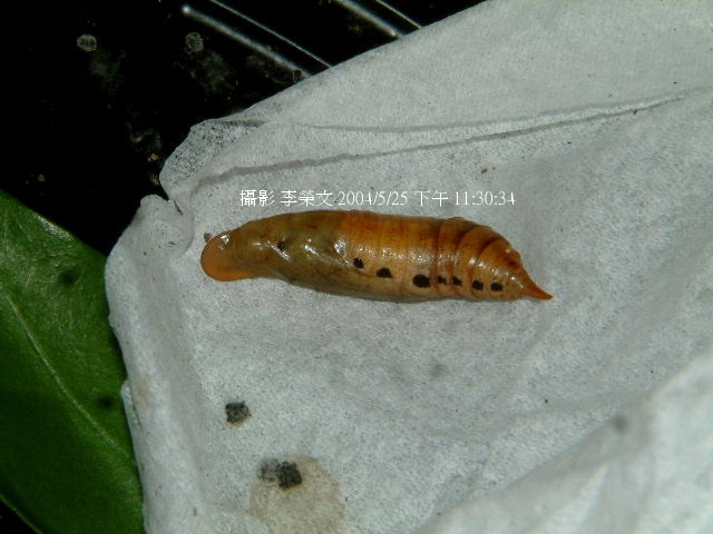 按此在新視窗瀏覽圖片